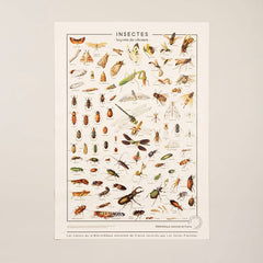 planche toile affiche insectes lecon de choses les jolies planches